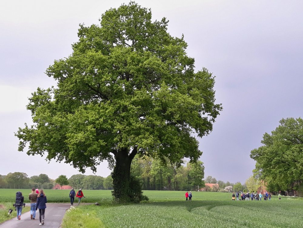 Ostbevern Touristik e.V. - Wanderung_Schirlheide