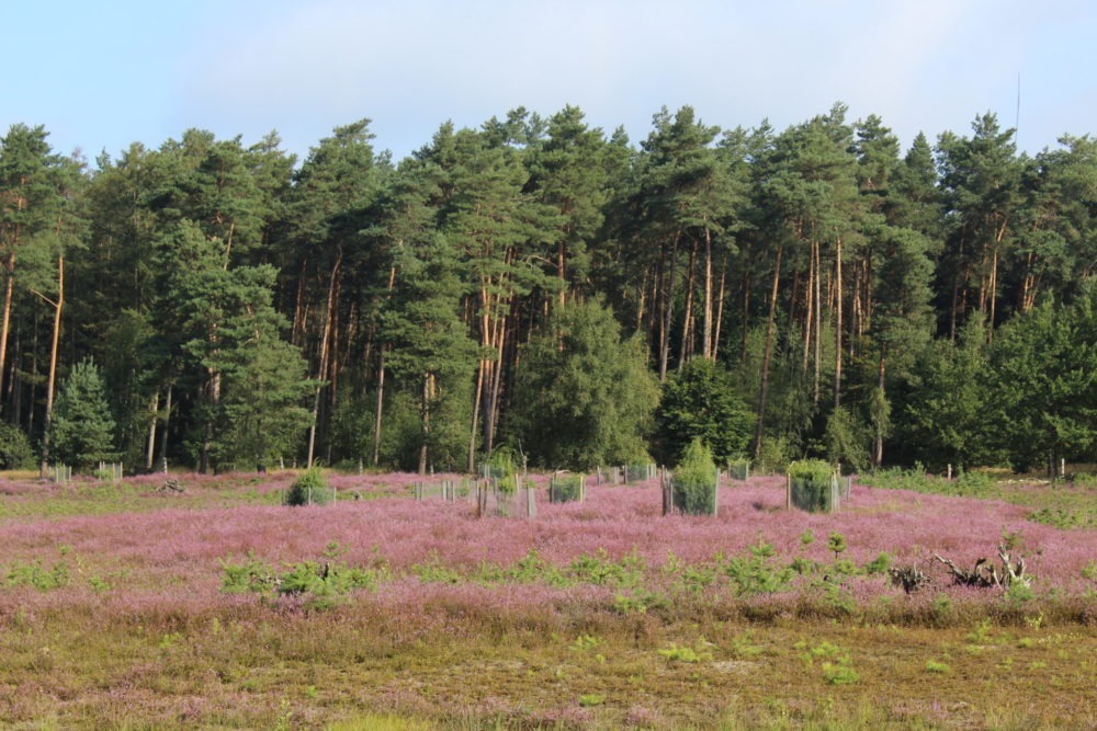 Naturschutzgebiet Schirlheide