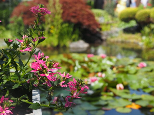 nicht nur “über die Mauer geschaut”
