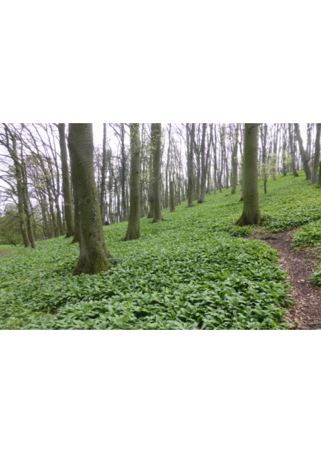 Bärlauch – Dyckerhoff